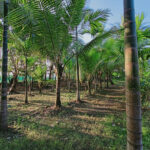 Ashoka Farm Kelwa Road Maharashtra